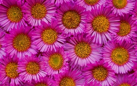 Many pink chamomile flowers HD wallpaper