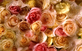Many rose flowers, yellow and pink