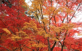 Maple forest, trees, red color leaves, autumn HD wallpaper