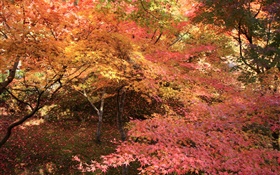 Maple forest, trees, red leaves, autumn HD wallpaper