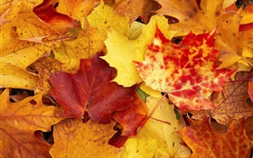 Maple leaves, red and yellow, autumn HD wallpaper