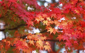 Maple leaves, red color, autumn HD wallpaper