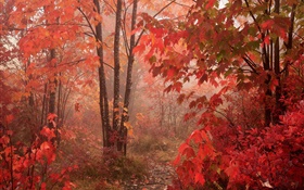 Maple trees, forest, red leaves, autumn HD wallpaper