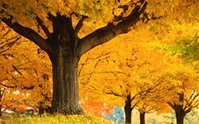 Maple trees, yellow leaves, ground, autumn