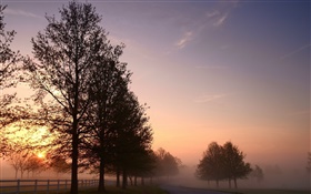 Morning, fog, trees, road, sunrise HD wallpaper