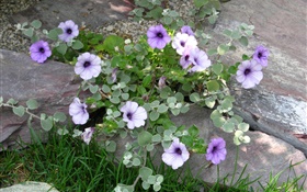 Morning glory on ground HD wallpaper