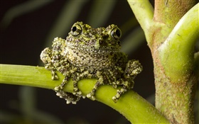 Moss Frog, native to northern Vietnam HD wallpaper