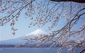 Mount Fuji, Japan, cherry flowers, sea, boat HD wallpaper