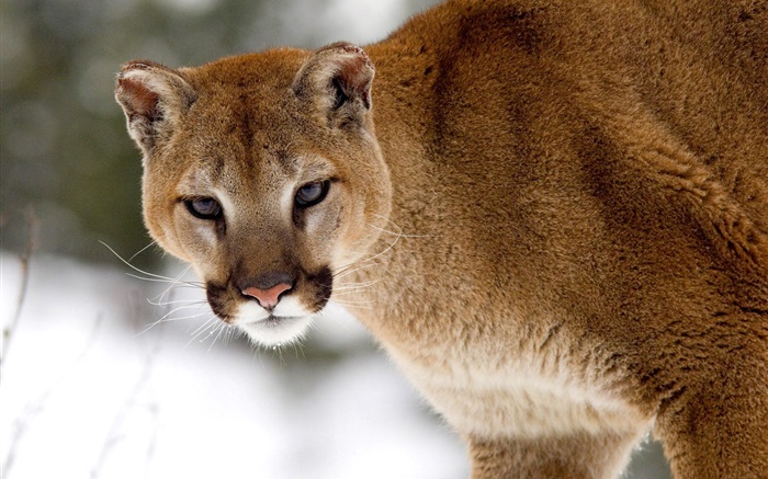 Mountain lion look at you Wallpapers Pictures Photos Images