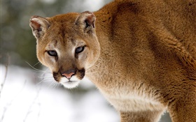 Mountain lion look at you HD wallpaper