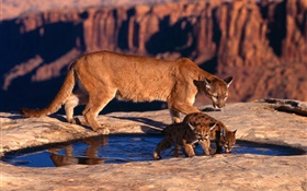 Mountain lion, mother and cubs HD wallpaper