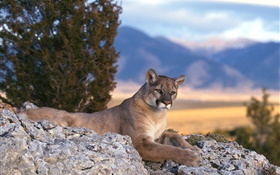 Mountain lion rest HD wallpaper