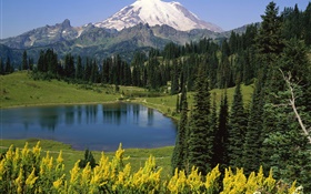 Mountains, forest, trees, lake HD wallpaper