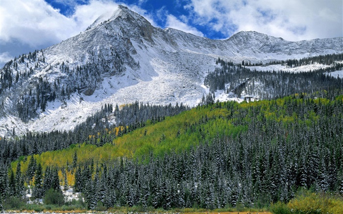 Mountains, snow, forest, trees Wallpapers Pictures Photos Images