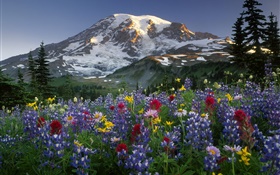 Mountains, wildflowers HD wallpaper