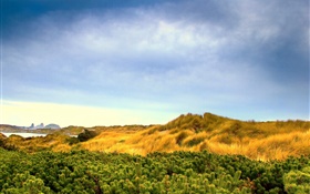 Nature landscape, grass, blue sky, clouds HD wallpaper
