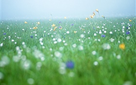 Nature scenery, grass, wildflowers HD wallpaper