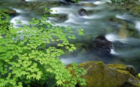 Nature scenery, plants, leaves, stream, creek, stones HD wallpaper