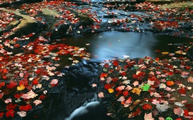 Nature scenery, red leaves, creek, autumn HD wallpaper