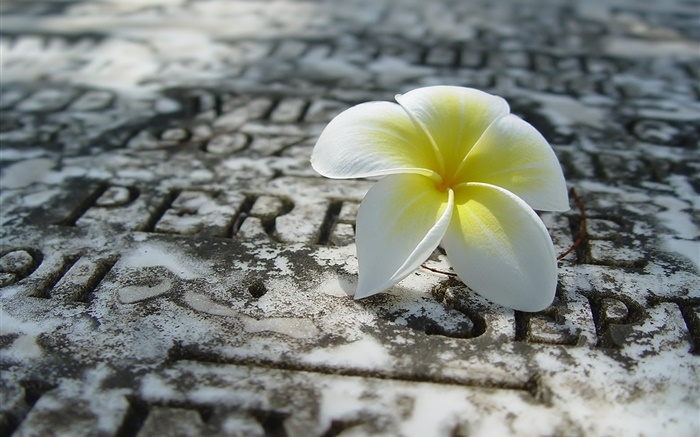 One plumeria on ground Wallpapers Pictures Photos Images