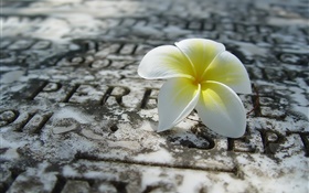 One plumeria on ground HD wallpaper