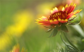 Orange and red petals flower close-up HD wallpaper