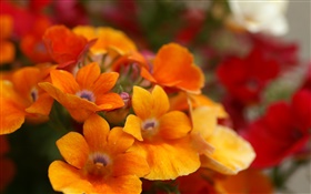 Orange flower petals close-up HD wallpaper