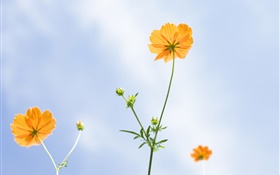 Orange flowers, summer, blue sky