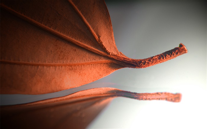 Orange leaf, creative pictures Wallpapers Pictures Photos Images
