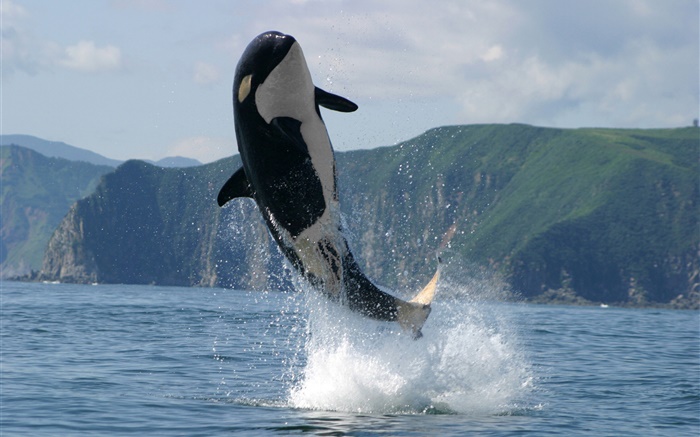 Orca jumping, sea, water splash Wallpapers Pictures Photos Images