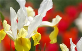 Orchid flower close-up, white yellow petals HD wallpaper
