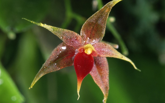 Orchid flower macro, bokeh Wallpapers Pictures Photos Images