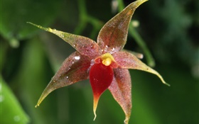 Orchid flower macro, bokeh HD wallpaper