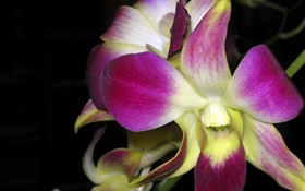 Orchid macro, pink petals HD wallpaper