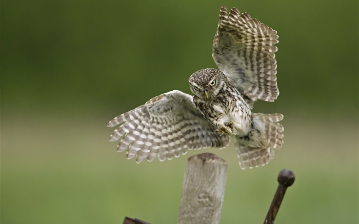 Owl landing, wings, stump Wallpapers Pictures Photos Images