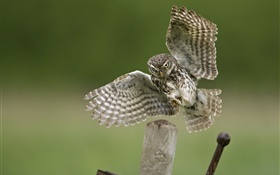 Owl landing, wings, stump HD wallpaper