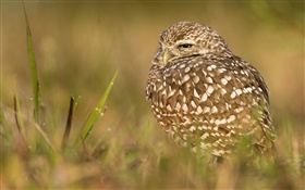 Owl sleep, bird, grass HD wallpaper
