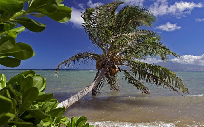 Palm tree, sea, water, Hawaii, USA Wallpapers Pictures Photos Images