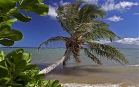 Palm tree, sea, water, Hawaii, USA