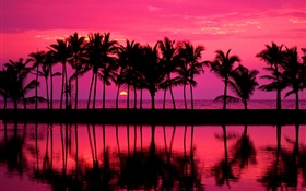 Palm trees, sketch, red sky, sunset, sea HD wallpaper