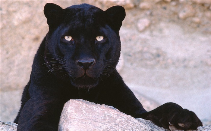 Panthers alert Wallpapers Pictures Photos Images