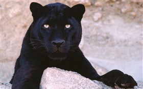 Panthers alert HD wallpaper