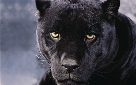 Panthers face HD wallpaper