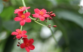 Park flowers close-up, red petals HD wallpaper