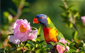 Parrot, bird, pink flower, twigs HD wallpaper