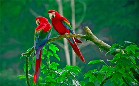 Parrot, pair, tail feathers, forest, twigs, leaves HD wallpaper