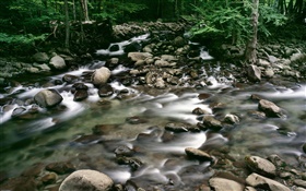 Pebbles, creek, forest HD wallpaper