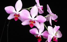 Pink Phalaenopsis, black background