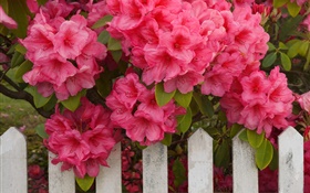 Pink azaleas, fence HD wallpaper