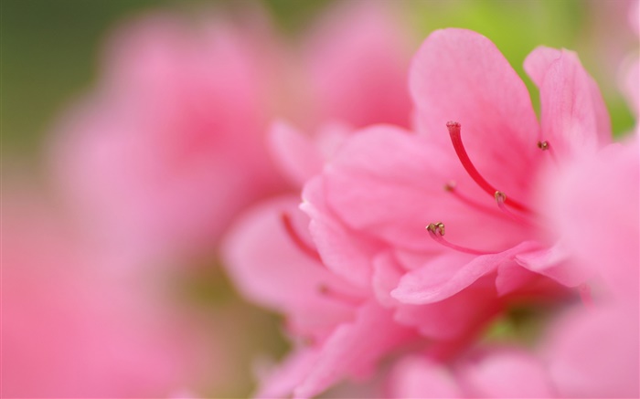 Pink azaleas macro photography Wallpapers Pictures Photos Images